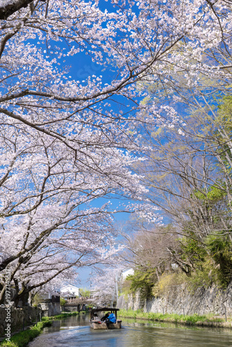 近江八幡・八幡掘　桜の季節