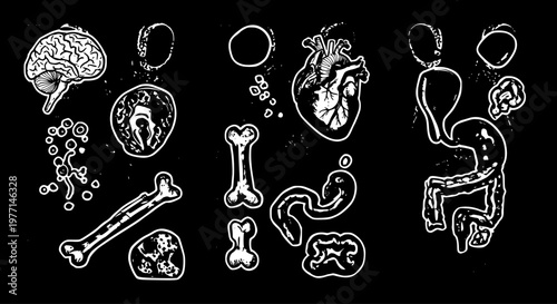 Medical  Science Black  White Line Art Set: Hand-Drawn Human Anatomy Organs, Brain, Heart, Bones, and Biological Cells Doodle Vector Illustration