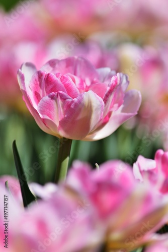 Rosa Tulpen in Csorna, Ungarn, vertikal