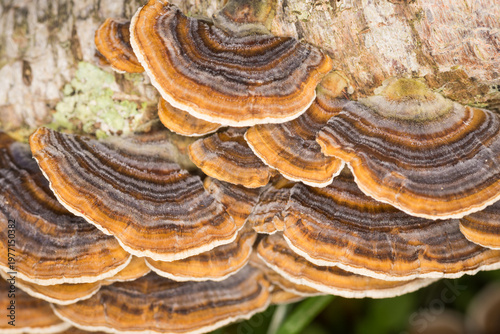 Close up of Turkey tail mushrooms on a rotting log