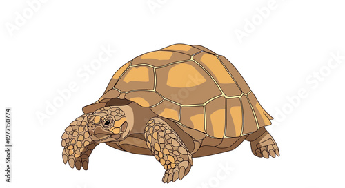 Desert Tortoise Walking Isolated on White Background