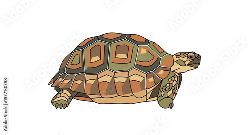 Desert Tortoise Walking Isolated on White Background