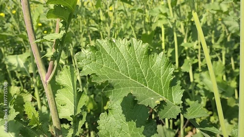 Large Green Leafy Plant Growing In Field For Nature Concepts