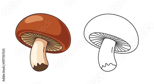 Hand drawn mushroom illustration presented in both vibrant color and detailed line art styles for educational coloring activities or botanical designs.