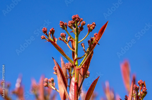Close up of flower buds of the red tip 