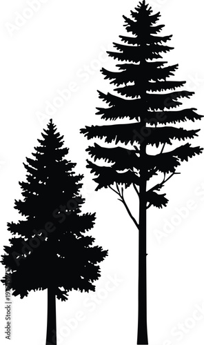 Two evergreen tree silhouette vector illustration with varied proportions and branching styles, minimalistic black and white decorative artwork