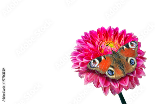 Bright colorful peacock butterfly on a red dahlia flower isolated on white