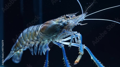Macro Shot of Freshwater Blue Clawed Prawn Swimming in Dark Water, Detailed Aquatic Wildlife Scene
