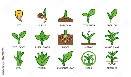 Stages of plant growth: seed to young plant with root and leaf development