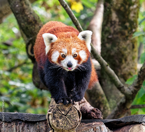 Curious red panda walks along a wooden branch, surrounded by soft green foliage, showing adorable expression.