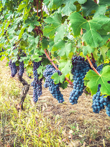 vineyard with green leaves on farm field