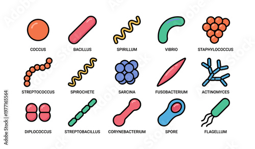 Illustrated guide to diverse bacterial shapes and names