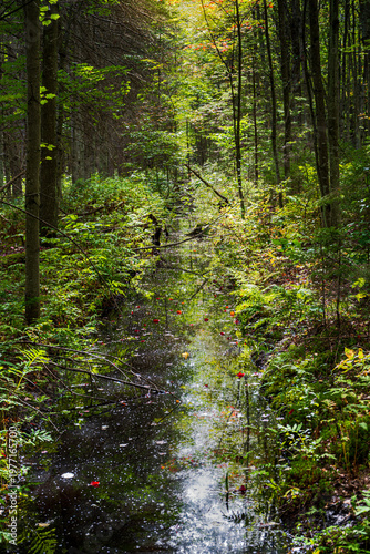Cours d'eau en forêt