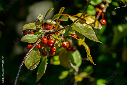 Petites baies rouges