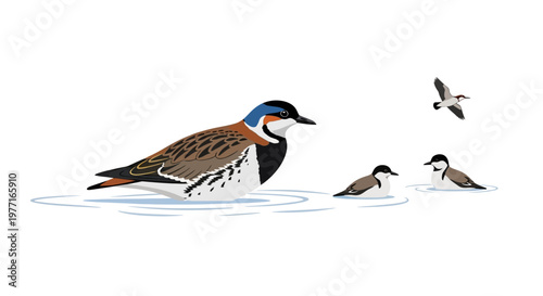 Illustration of Rednecked Phalarope birds in water and flight. EPS Editable. Vector Illustrations.