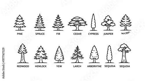 Collection of stylized line art icons representing different types of trees and their names