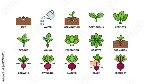 Stages of beetroot growth: from seed to harvest