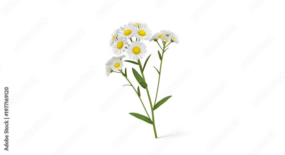 Fototapeta premium Delicate cluster of small white daisies with yellow centers and green leaves on a white background, simple botanical illustration, isolated