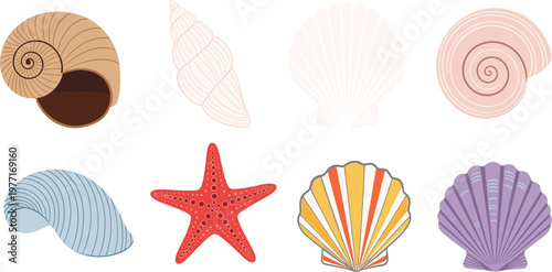 Beautiful ocean seashell collection featuring various sea snail shells, colorful scallops, spiral conchs, and a red starfish for summer beach and nautical themed design projects.