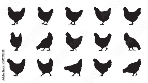 Set of fifteen black chicken silhouette outline bird