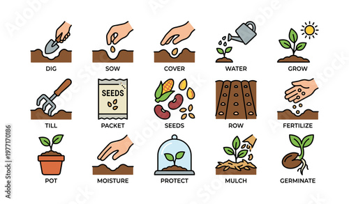 Steps for planting garden seeds: dig, sow, water, germinate, grow