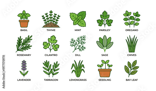 Collection of popular culinary herbs with illustrative labels