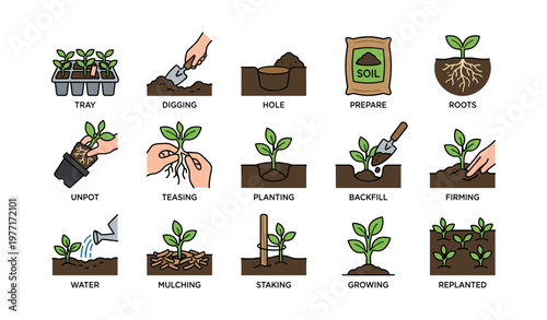 Step-by-step vegetable planting guide: preparation, planting, and care stages illustrated