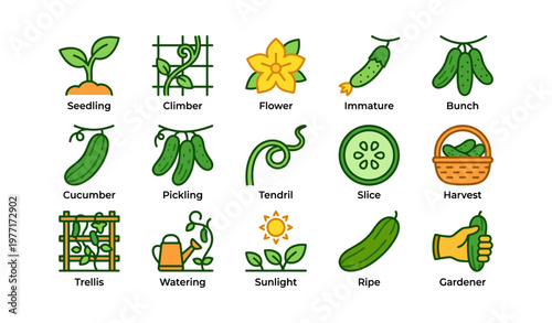 Icons of cucumber growth and gardening process