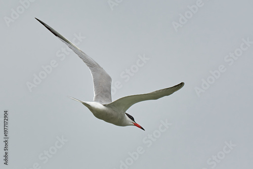 Common tern, Sterna hirundo in fast flight.  Flying with spread wings. Profile, close up