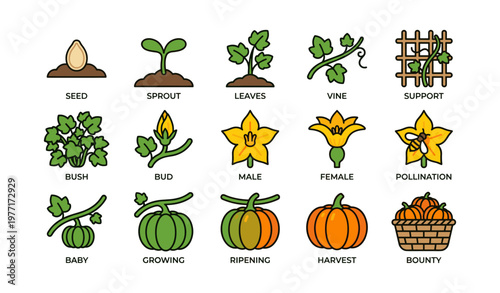 Growth cycle of a pumpkin plant: seed to harvest illustration with key stages