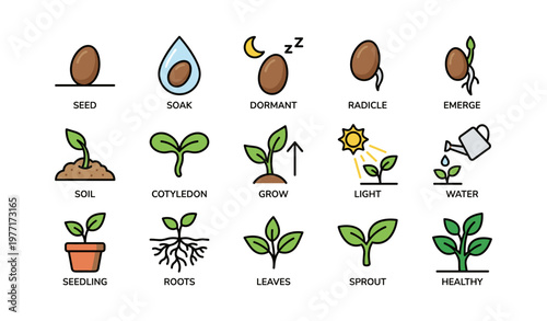 Seed germination stages illustrated: from seed to healthy plant growth diagram