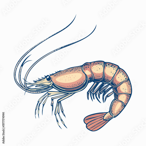 An illustration of a shrimp swimming in water with its antennae outstretched.