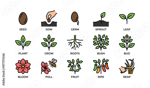 Seed to harvest: growth stages of plants illustrated in icons