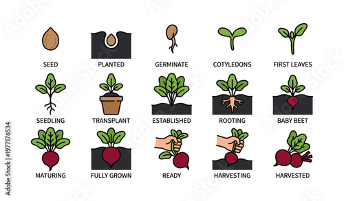 Beetroot growth stages illustrated from seed to harvest