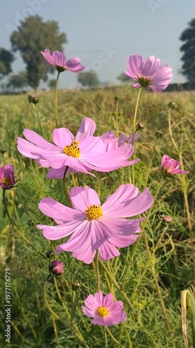 Pink Cosmos Flowers Swaying Gently In Green Field For Nature Concepts