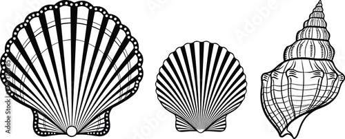 Scallop and conch seashell line art set with detailed marine shells hand drawn outline vector illustration isolated on white background