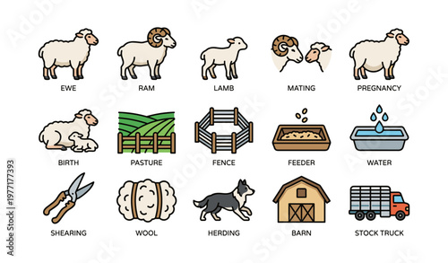 Illustrations of sheep farming stages and farm equipment icons
