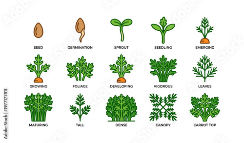Carrot plant growth stages: seed to mature foliage illustration