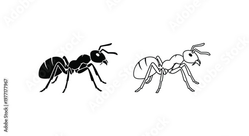 Ant Species Comparison Guide: Worker Ants Vector