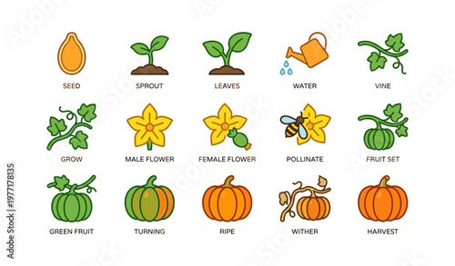 Pumpkin growth stages: seed to harvest with key elements