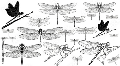 Dragonfly illustrations collection features intricate insect line.