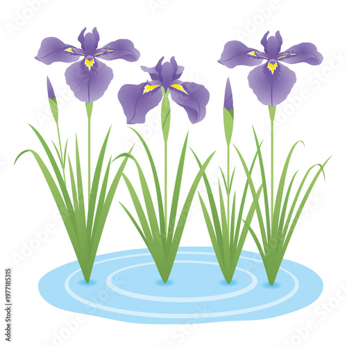 菖蒲の花
