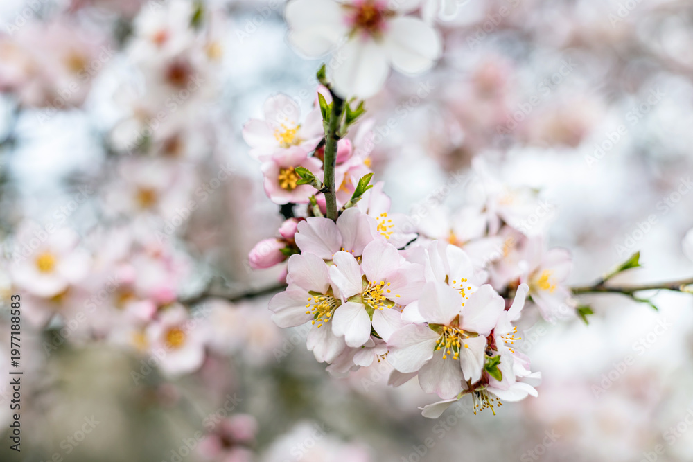 Naklejka premium Almond Blossom Flowers with Soft Spring Bokeh Background