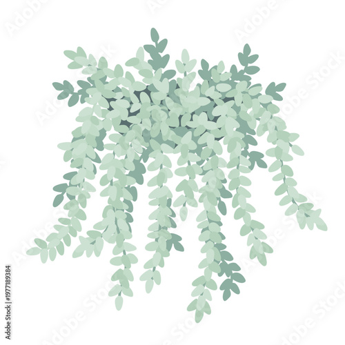 Sedum morganianum or Burrito Donkey Tail Succulent plant. Vector isolated illustration.