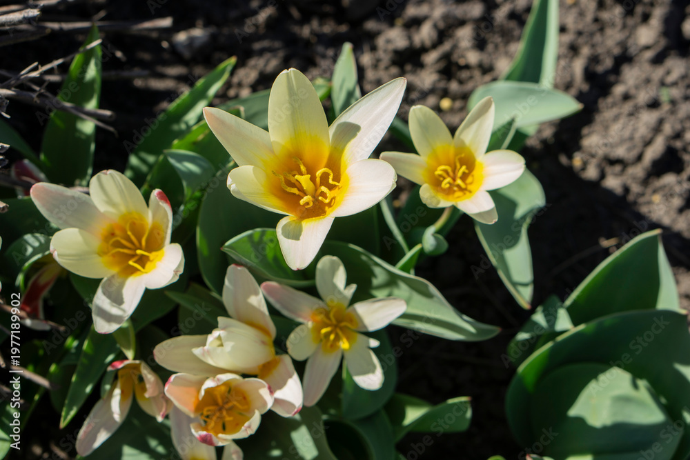 Obraz premium yellow and white flowers