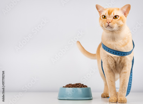 Burmese cat standing near food bowl with measuring tape pet diet and weight control concept