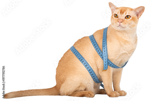 Burmese cat with measuring tape isolated on white background pet weight control