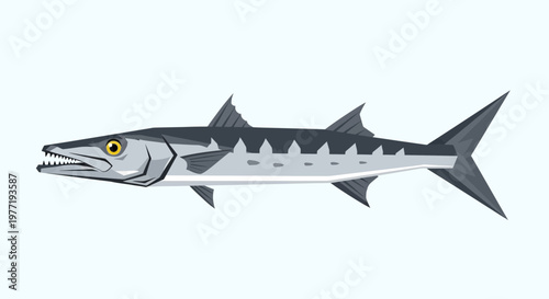 Barracuda Fish Illustration - Predator of the Sea