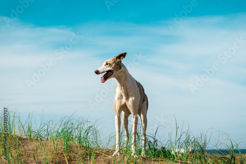 Galgo cazando mirando al horizonte en pastizal Argentina