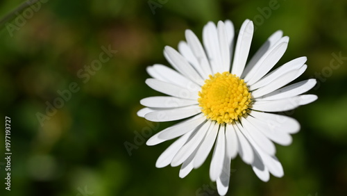white daisy flower